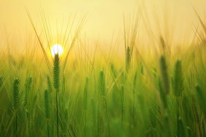 Il Settore Agricolo e dellAllevamento in Brasile: Analisi, Prospettive e Opportunità per le Imprese Italiane.