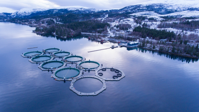 Norvegia. L’industria dell’acquacoltura e la produzione e l’esportazione di prodotti ittici.