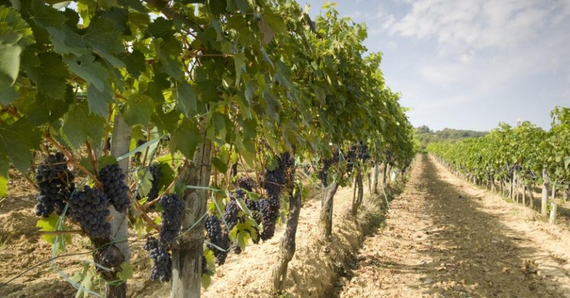 FONDI EUROPEI PER DIGITALIZZARE LE CANTINE